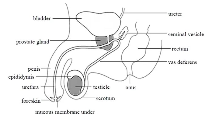 Male Reproductive System